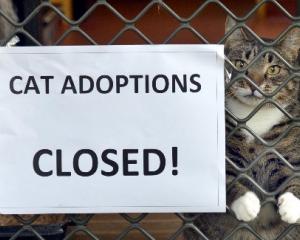 Cat adoptions at Otago SPCA are on hold for two weeks after about 40 cats were exposed to a...