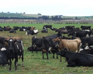 Dairy cows in a paddock in the Kakanui River catchment.