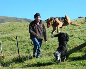 Hyde farmer Bevan Dowling with his dogs Fog and Kate, which cost him $108 to register with the...