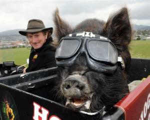 Jonah, a kunekune pig, takes a ride with Billy Black in Dunedin this week. Photo by Stephen...