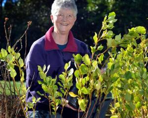 Moira Parker checks on the progress of plants at the Yellow-eyed Penguin Trust nursery. Photo by...