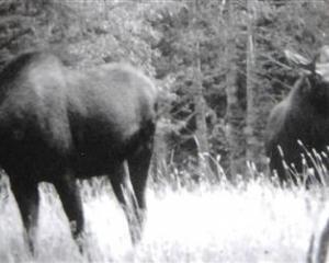 Never-before published photographs of three moose taken in Fiordland in 1953. Photos by Fred...