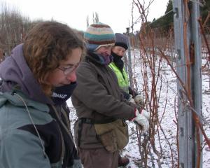 Pruning chardonnay vines yesterday with light snow on the ground and the temperature just above...