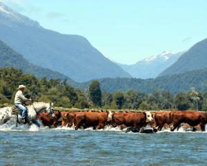 John (J.J) Nolan, of Haast, riding Spot, fords the Okuru River on Thursday while bringing in a...