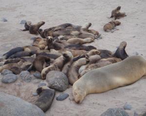 Sea lion pups on the Auckland Islands. Photo by Louise Chilvers.