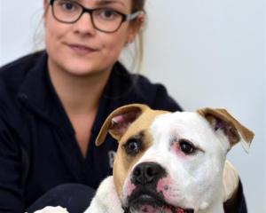 SPCA Otago animal manager Grace Hepburn prepares to microchip American Staffordshire cross Neisha...