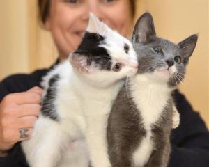 SPCA Otago animal manager Grace Hepburn, with kittens available for adoption from the Opoho...