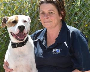 SPCA Otago dog manager Lisa Gerard with 3-year-old American bulldog-cross Tangi, who is available...