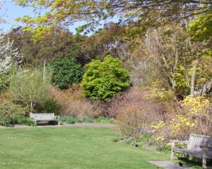 the_azalea_garden_in_dunedin_botanic_garden_was_la_4e96688bcf.JPG