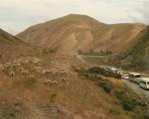 The Munro family of Otematata still drove their sheep over the Lindis Pass to fresh grazing areas...