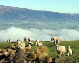 The red meat sector needs to change, but concern remains about its viability. Photo by Stephen...