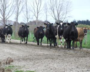 World dairy prices have already risen from recent lows. Photo by ODT.