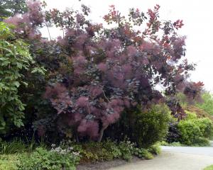 Cotinus ‘Grace’ in all it’s smoky glory next to Lindsay Creek. Photo: Gerard O'Brien.