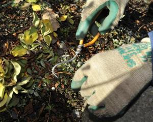 A wonder weeder makes hand weeding easier by hooking the plant's roots. Photo by Gregor Richardson.