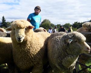 Cream of the crop ... Andrew Hore yards Romney and merino entries at the recent Wanaka A&amp;P...