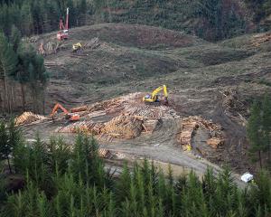 Logging at Mt Allan forest. Photo: Stephen Jaquiery 