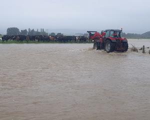 Kelso dairy farmer Adam McCall attends to stock stranded by the Pomahaka River during January's...