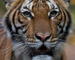 Nadia, a 4-year-old female Malayan tiger at the Bronx Zoo, which the zoo says has tested positive...