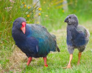 The young takahe learnt valuable foraging and life skills from their parents. PHOTO: ANNA DUNLOP