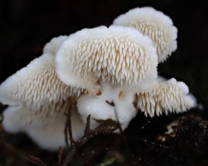 Beenak Long Tooth. Photo: Cath Smith