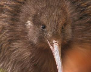 A kiwi at Orokonui Ecosanctuary. Photo: Natural History New Zealand