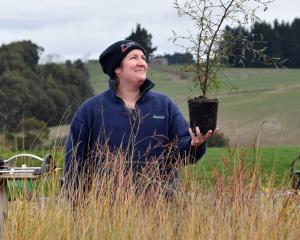 Sandra Campbell with a kowhai tree grown in her South Otago on-farm native nursery. PHOTO:...