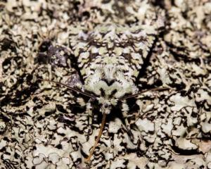 The exquisite olearia owlet (Meterana exquisita) camouflaged among 
the lichen. PHOTO: CAREY KNOX