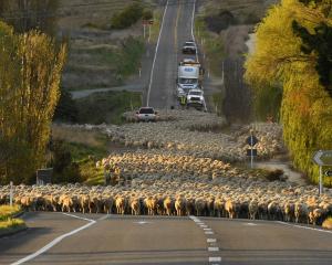 The Otematata muster which took place earlier this year. PHOTO: ODT FILES