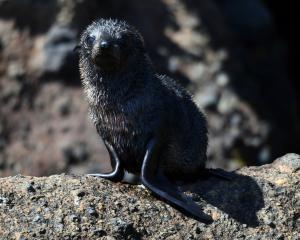 A fur seal pup at Taiaora Head on Otago Peninsula. Photos: ODT archives