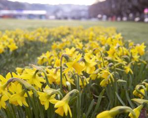 Daffodils dancing in Dunedin. PHOTO: GERARD O'BRIEN