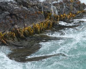 Rimurapa/Bullkelp at Taiaroa Head.