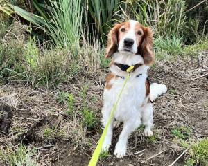 Vito sits when detecting the invasive Argentine ants species. Photos: DOC