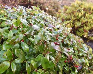 Gaultheria procumbens at Dunedin Botanic Garden. PHOTO: GERARD O'BRIEN