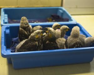 Seventeen kākā chicks have been reared this season at the Dunedin Botanic Garden Aviary.  PHOTO:...