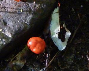 The red pouch fungus is easy to spot among the leaf litter. Photos: Alyth Grant