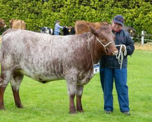 Anita Erskine, of Tuatapere, parades in-calf rising 2-year-old beef shorthorn heifer Westwood...