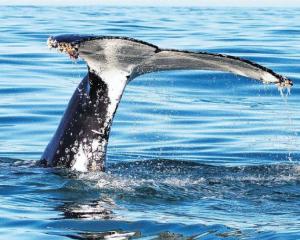 A humpback whale tail, coated with barnacles, spotted during a past Great Kaikoura Whale Count....