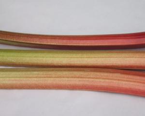 Rhubarb stems lack the oxalic acid that makes the leaves poisonous.