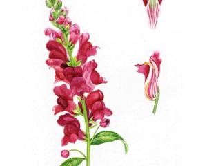 Snapdragons (Antirrhinum majus)  were once thought to enhance your social standing. ILLUSTRATION:...