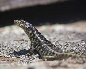 An Otago skink, Oligosoma otagense. Photo: supplied