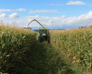 Many maize crops did well in the South Island unlike northern farmers, who had a torrid time with...