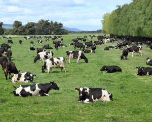 Cows graze on a paddock on the Taieri, near Dunedin. PHOTO: STEPHEN JAQUIERY