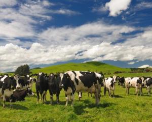 Mycoplasma bovis causes animal welfare and productivity issues such as mastitis (udder infection)...