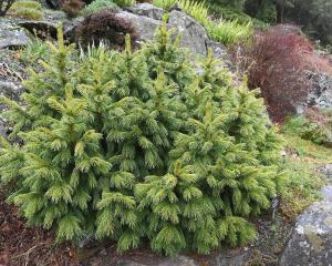 Picea smithiana ‘Skardu' grows near the rock garden. PHOTO: LINDA ROBERTSON