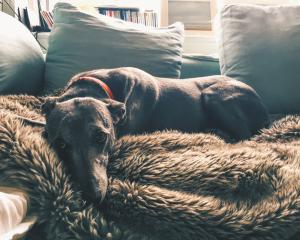 A retired greyhound. Photo: Getty Images 