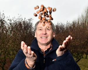 Hazelnut Estate co-owner Roger Southby rejoices in a handful of hazelnuts in his Taieri Plains...