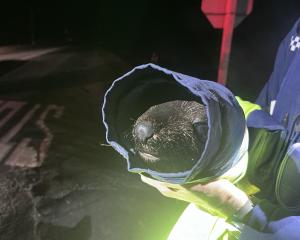A seal spotted on the road at night was rescued by police and transported back to sea. Photo:...