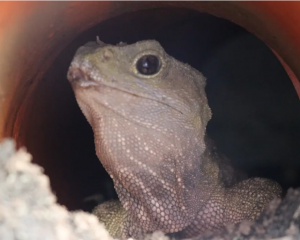 Seventeen tuatara were held at the Southland Museum and Art Gallery until early 2023. Now they...
