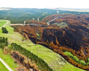 A view showing the extent of a blaze in a carbon forestry block near Livingstone in North Otago...