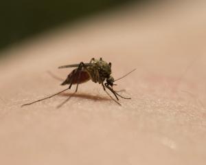 The WHO has said Botswana, Cape Verde, Comoros and Swaziland are on track to eliminate malaria by...